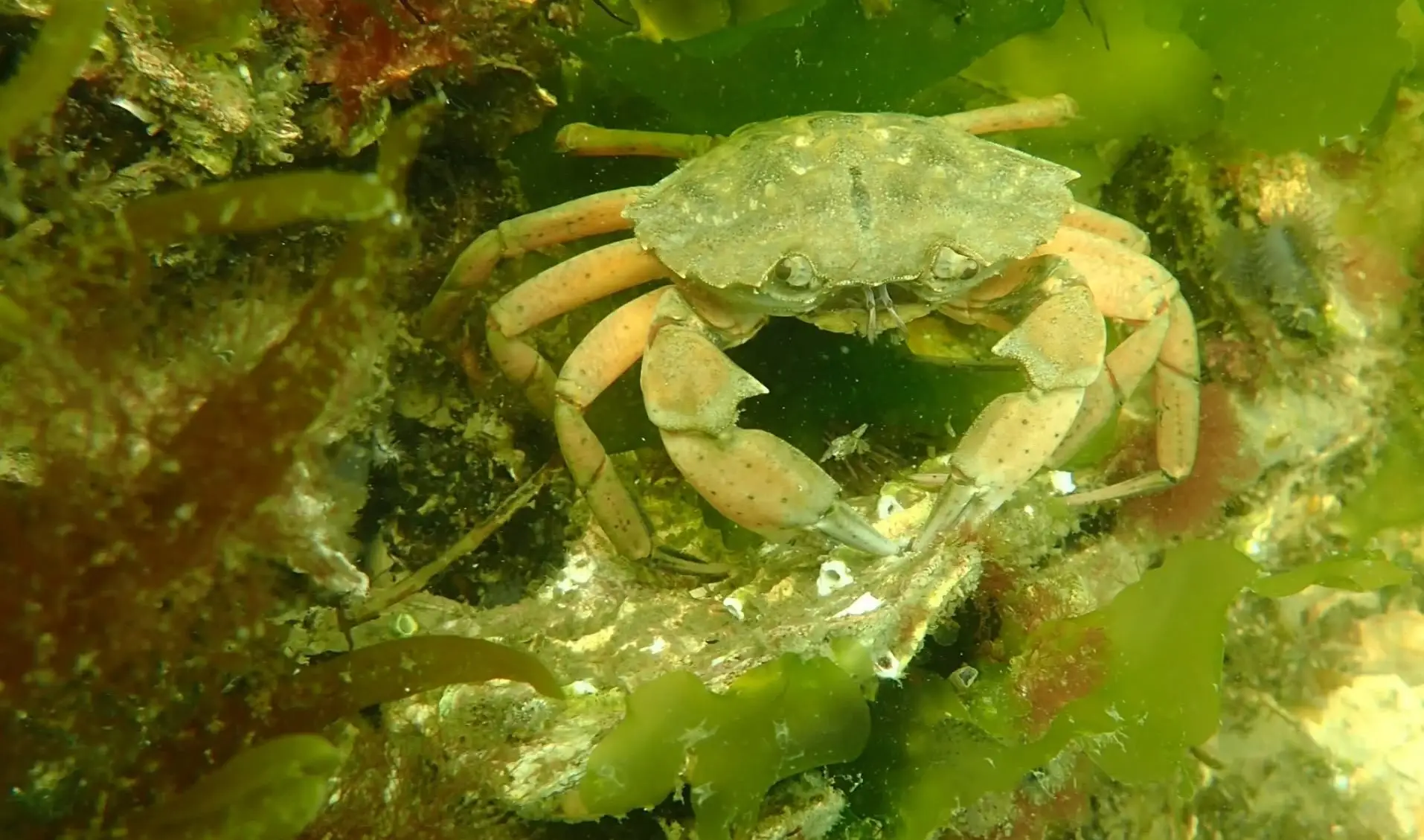 Onderwater in Nederland - Duiken bij Fantasea Divers